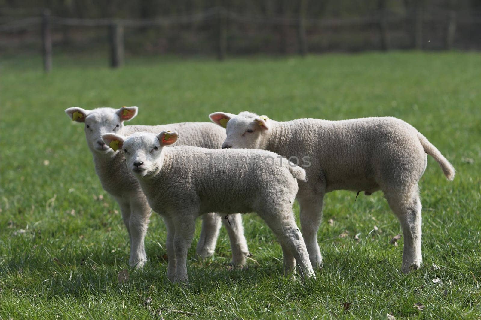 Cute lambs standing close together in the meadow