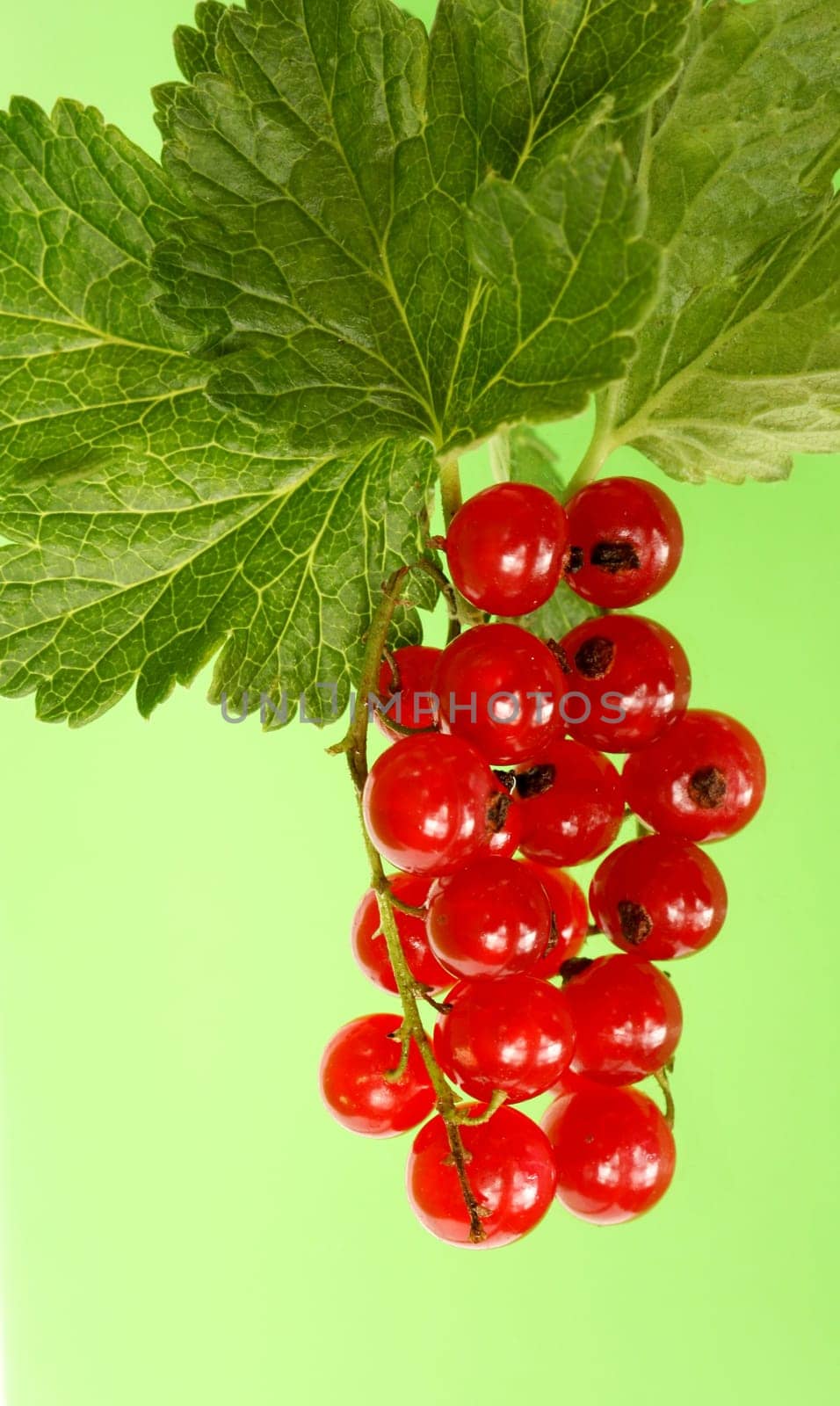 red currant