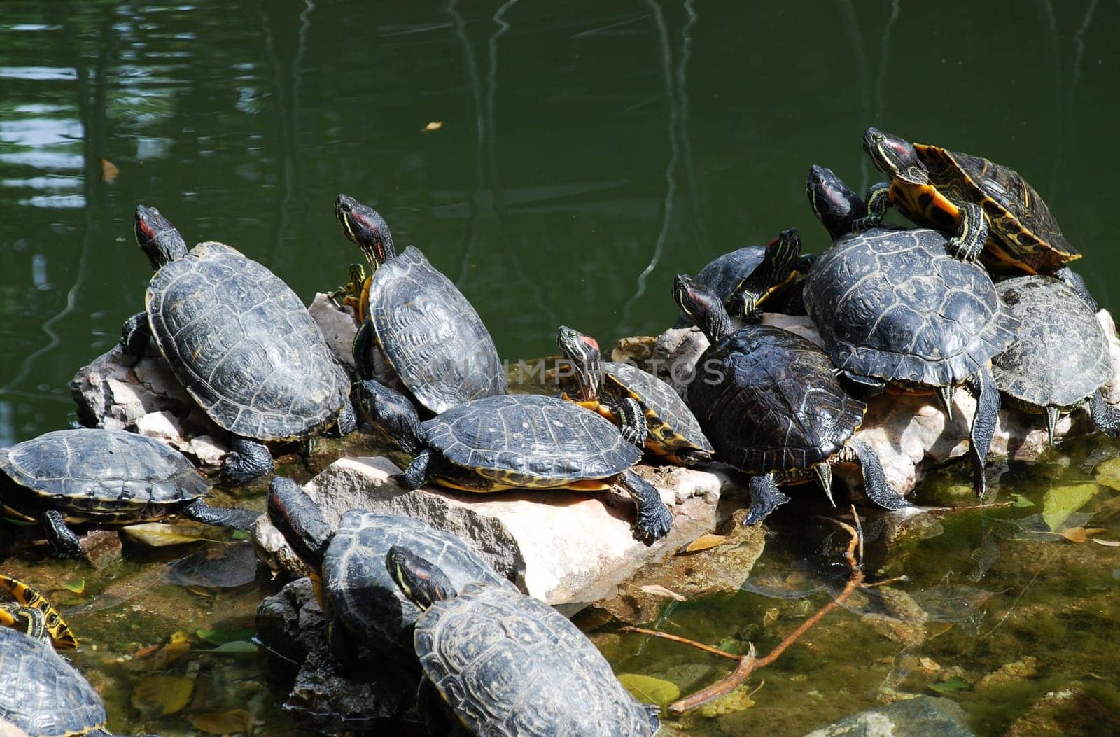 Turtle, Greece, Athens