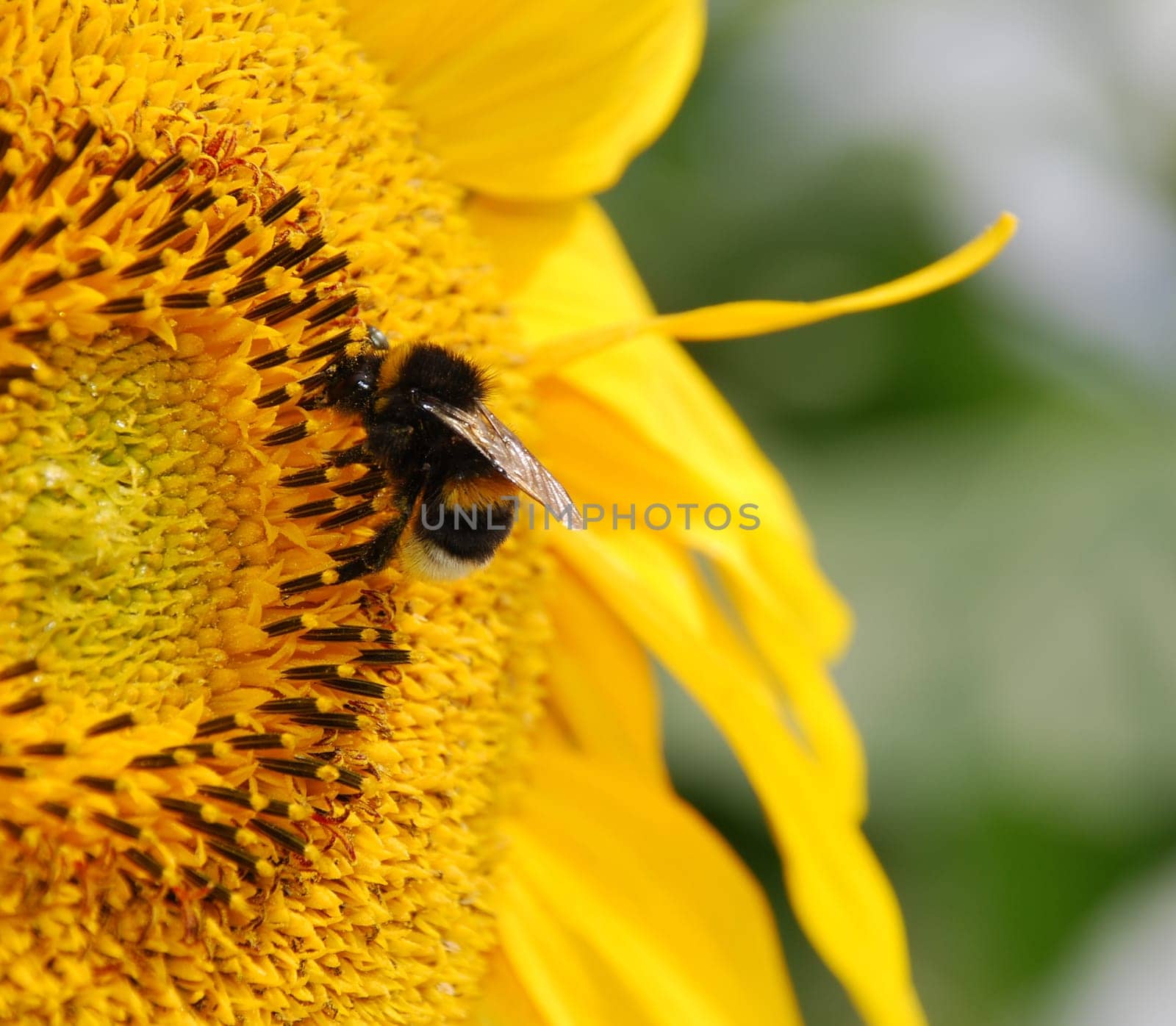 sunflower and bumblebee
