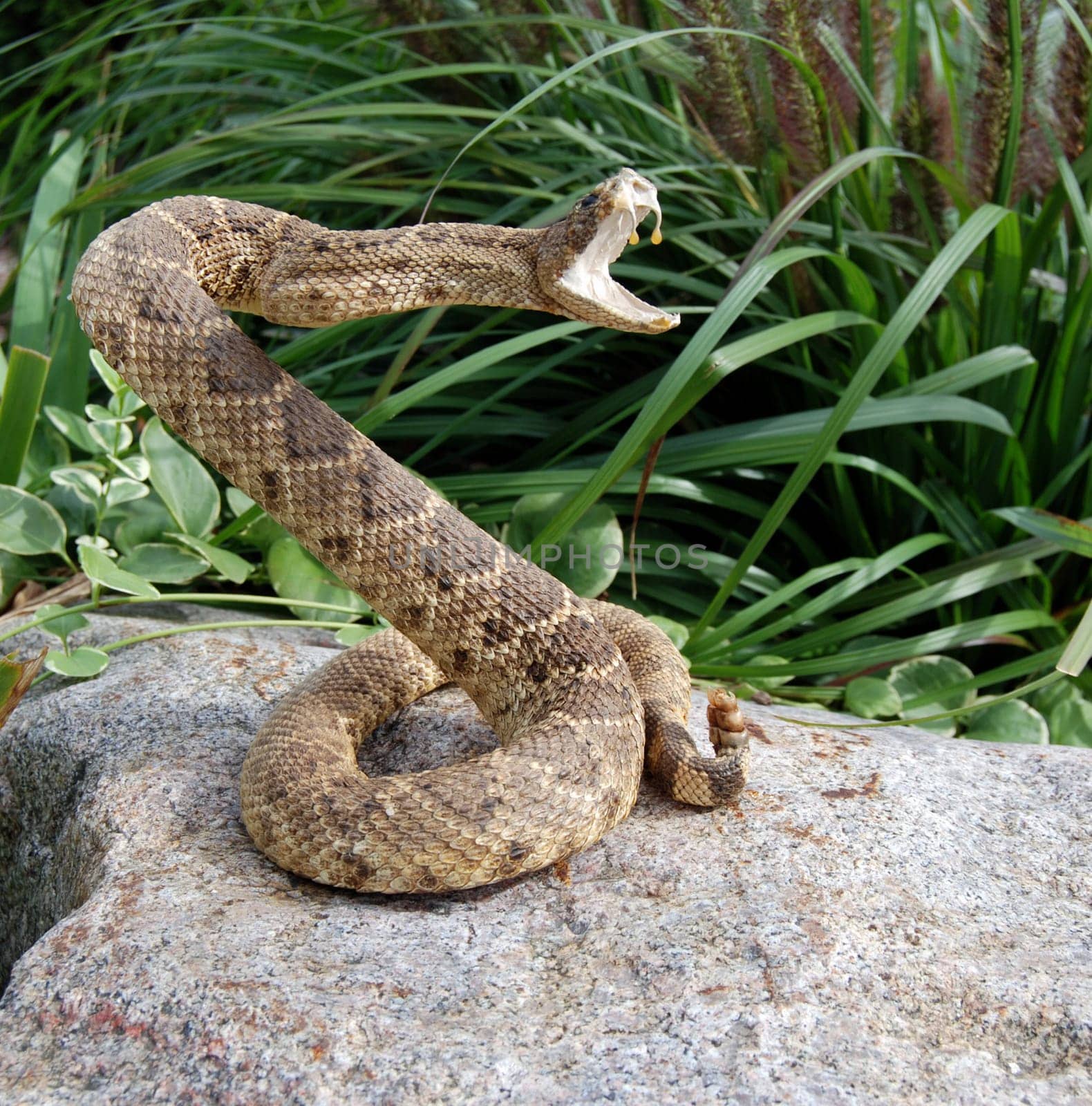 Rattle snake in a striking pose.