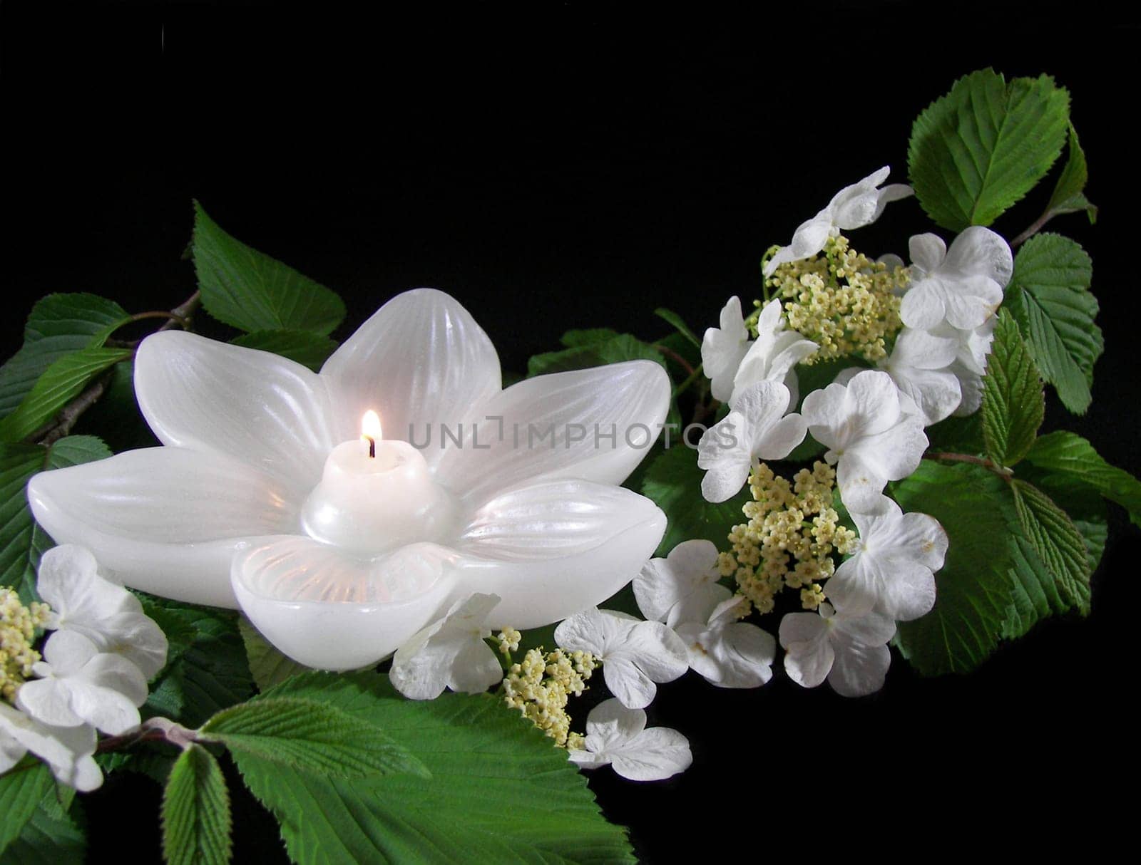 White lotus lily candle and white flowering branch.