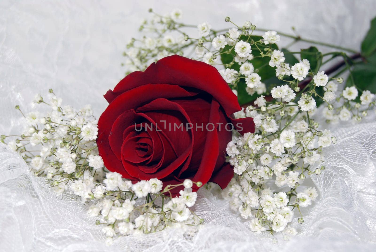 Red rose on white lace with baby's breath.