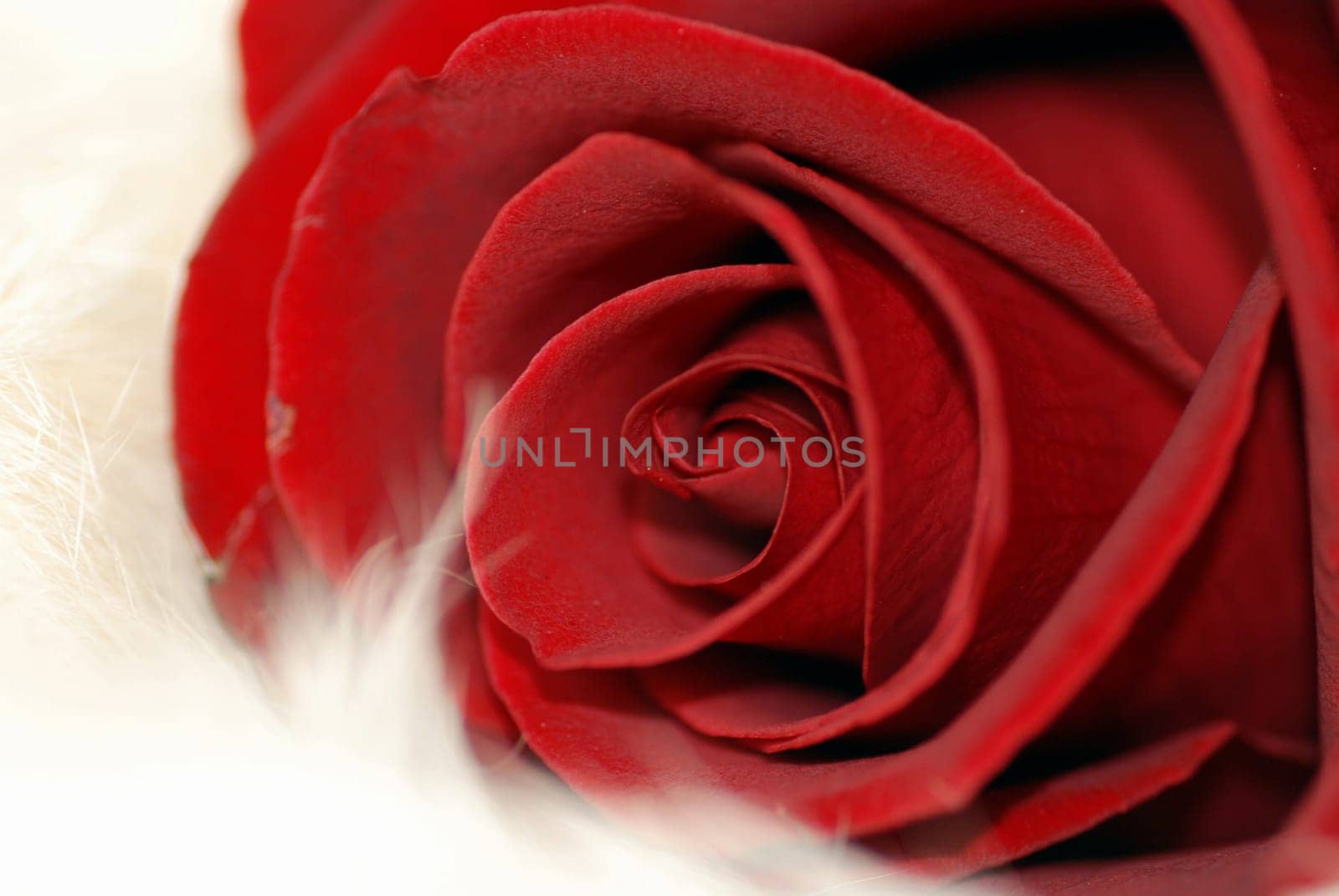 Macro red rose on white rabbit fur.