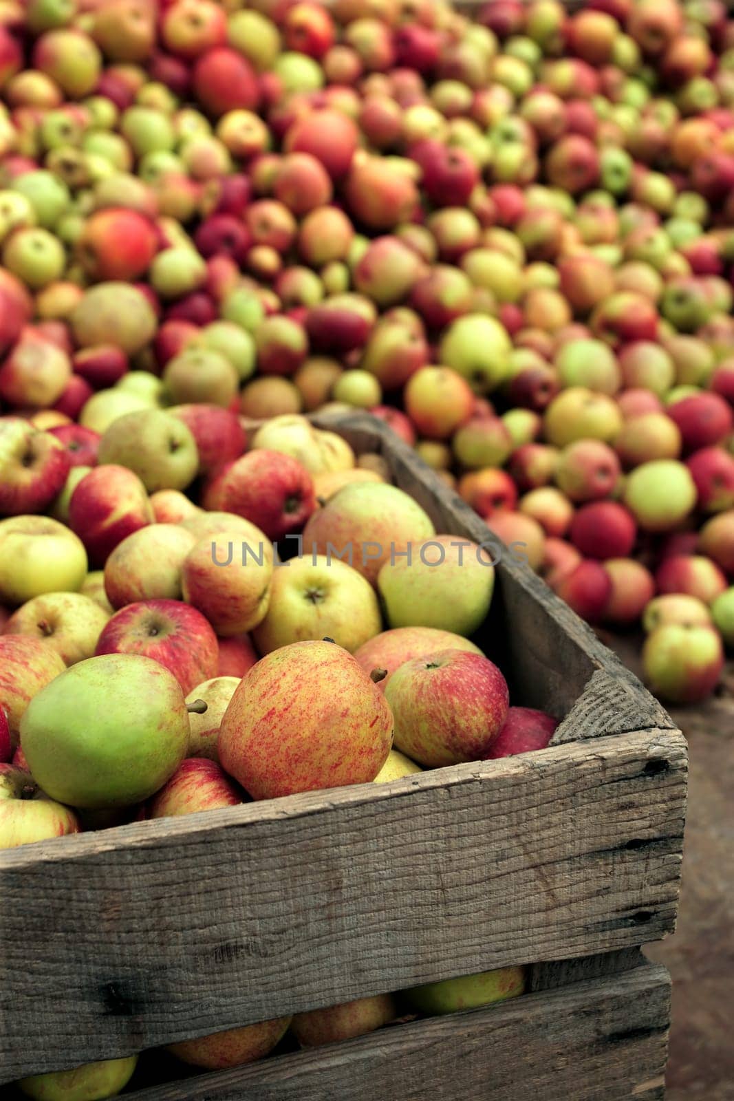 Hundreds of apples picked to be squished into apple juice.  Blurred area at top for text.