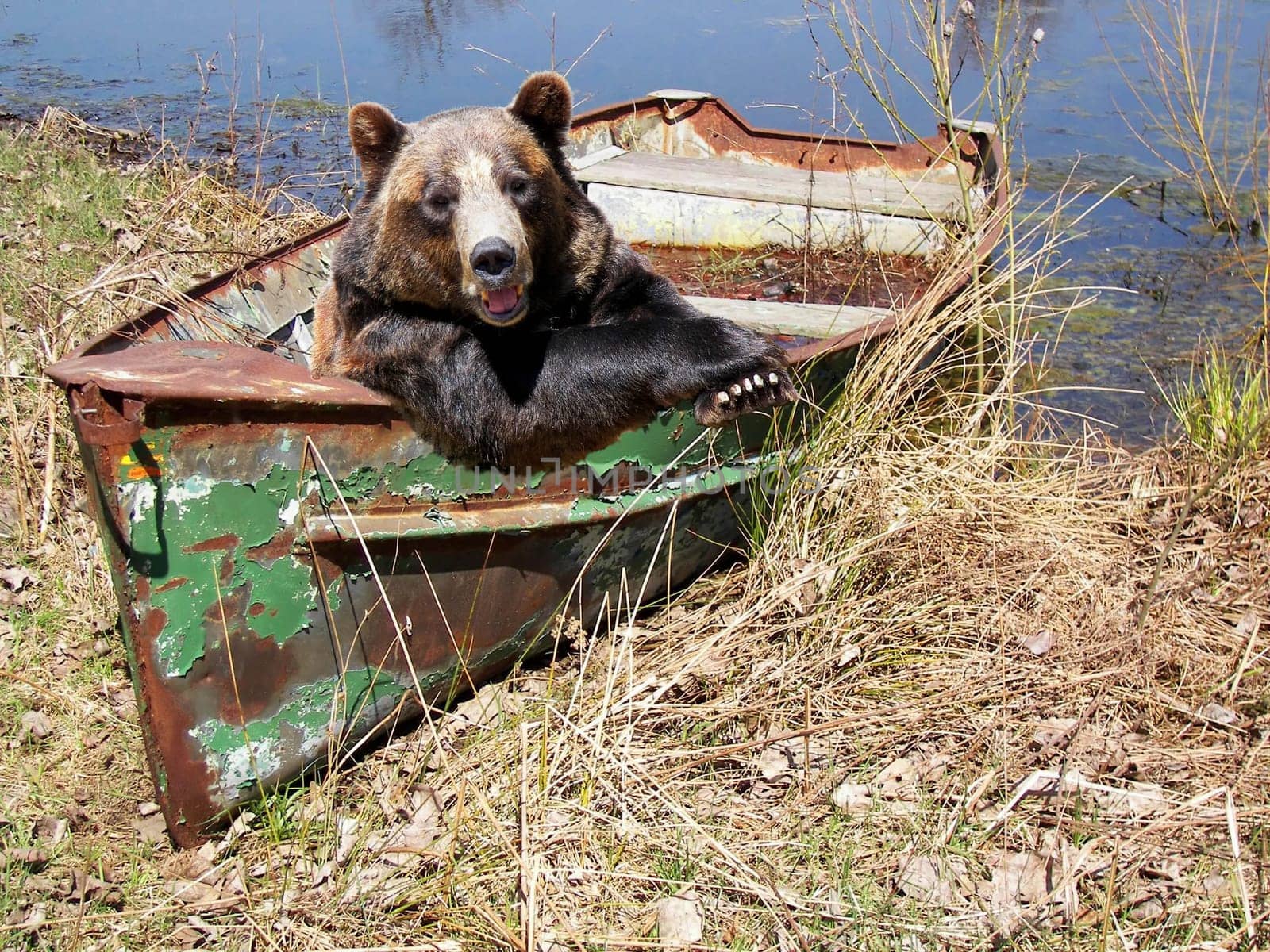 Happy bear in an old row boat.