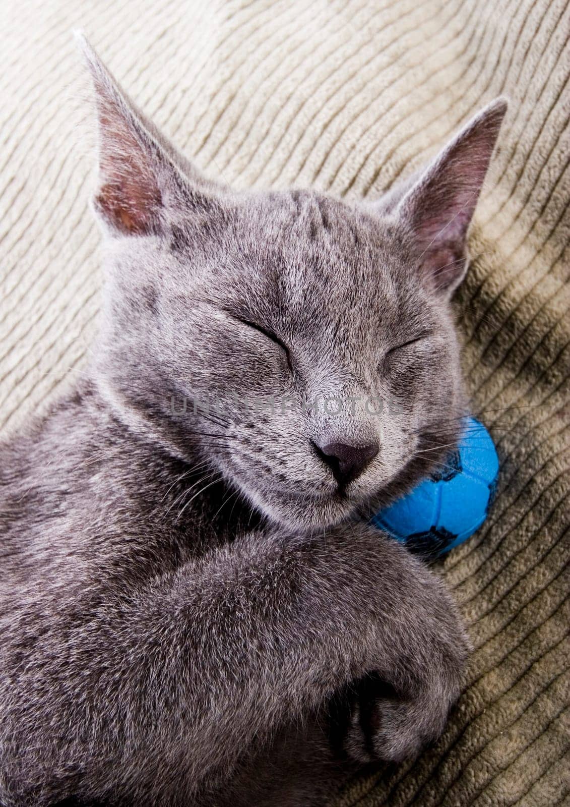 Cat - the small furry animal with four legs and a tail  people often keep cats as pets.