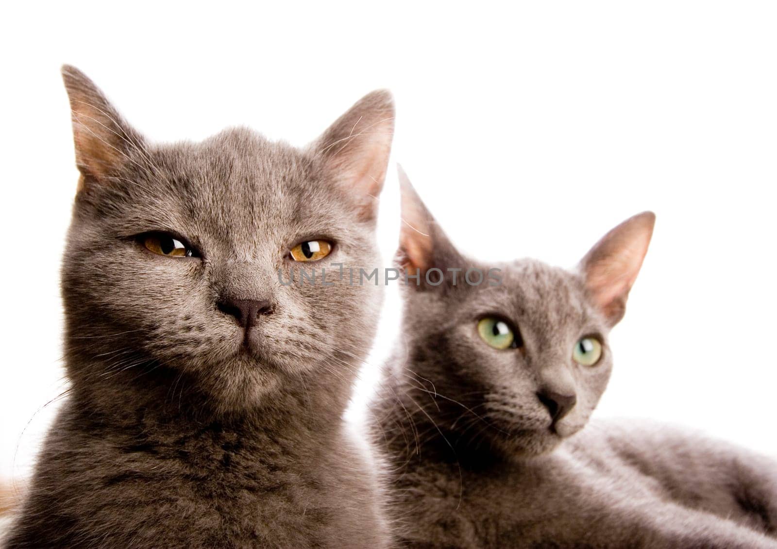 Cat - the small furry animal with four legs and a tail  people often keep cats as pets.
