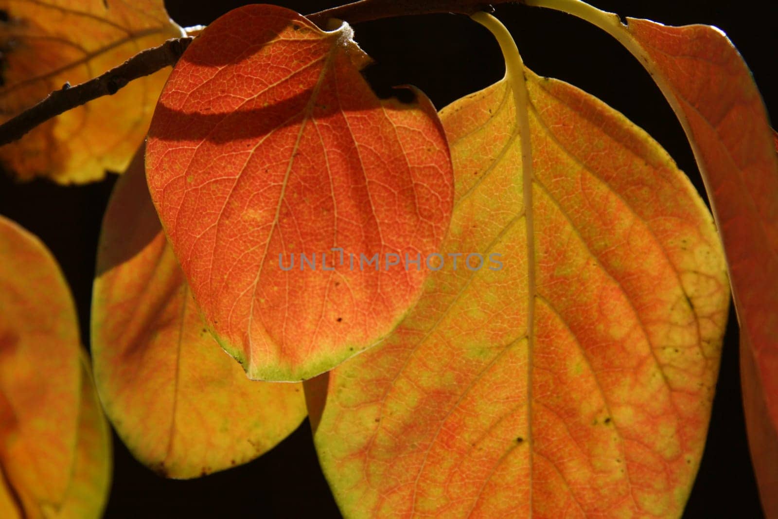 Persimmon Leaves Hang
