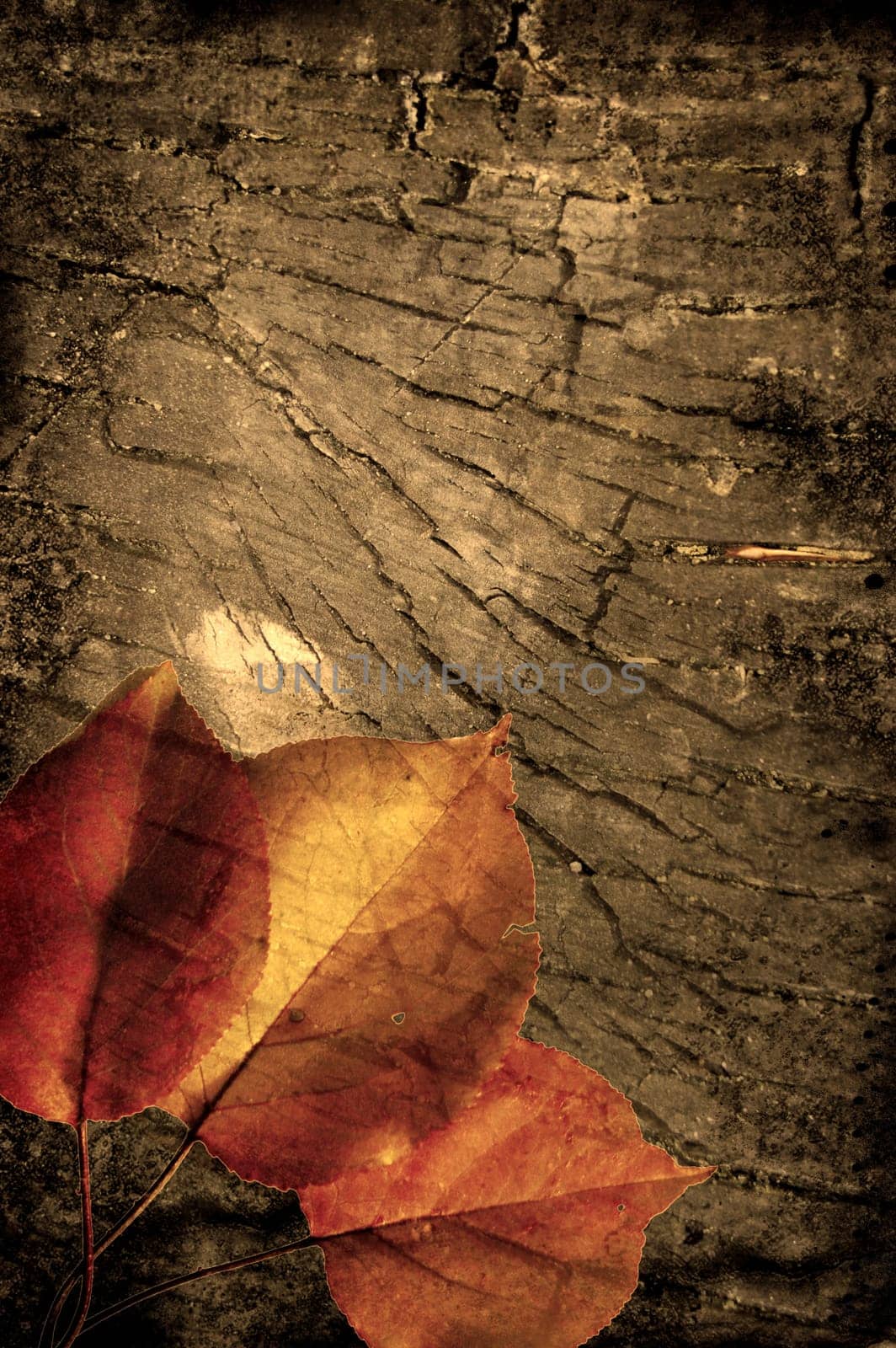 Autumn leaves over the grunge wooden background    More autumn photos in my portfolio