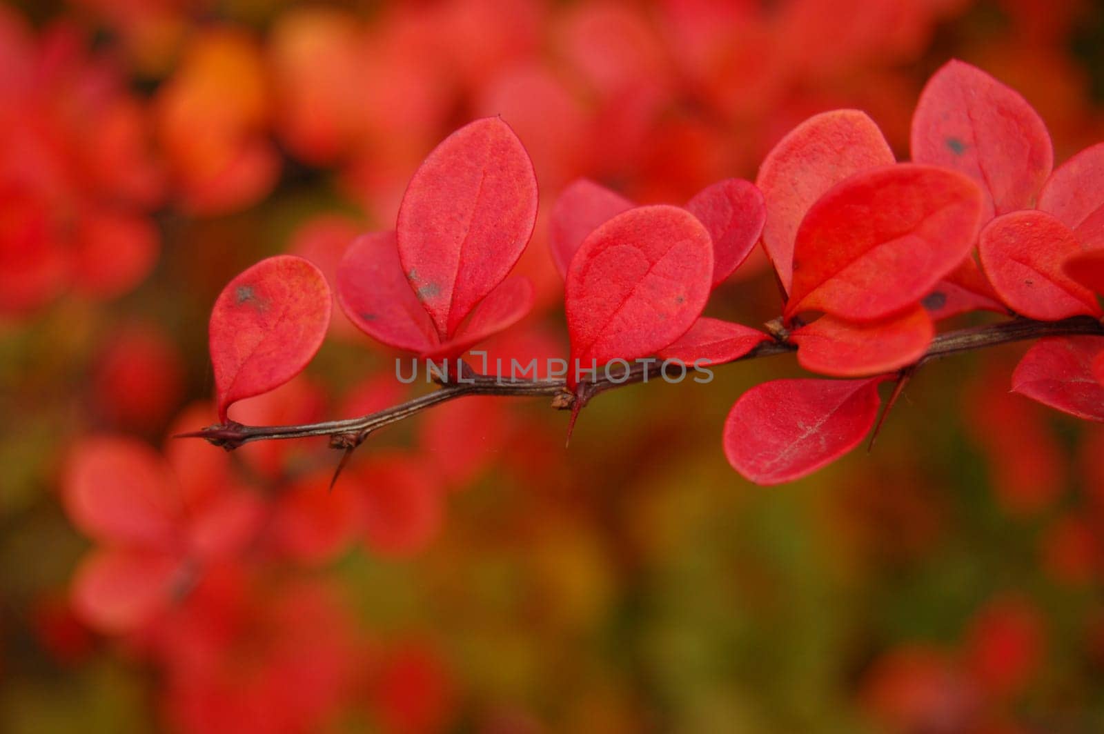 Polish golden autumn.    More autumn photos in my portfolio.