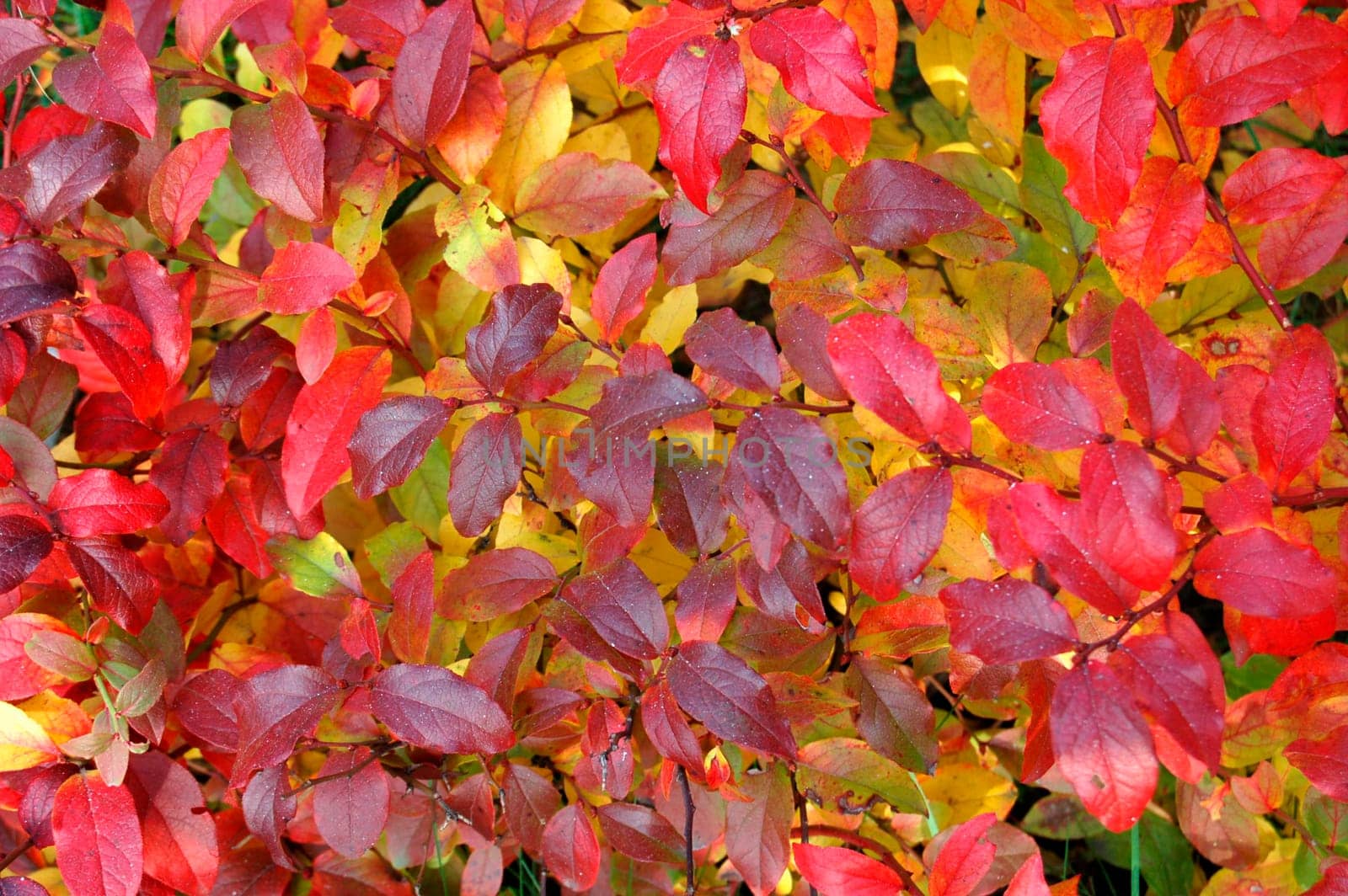 Polish golden autumn.    More autumn photos in my portfolio.