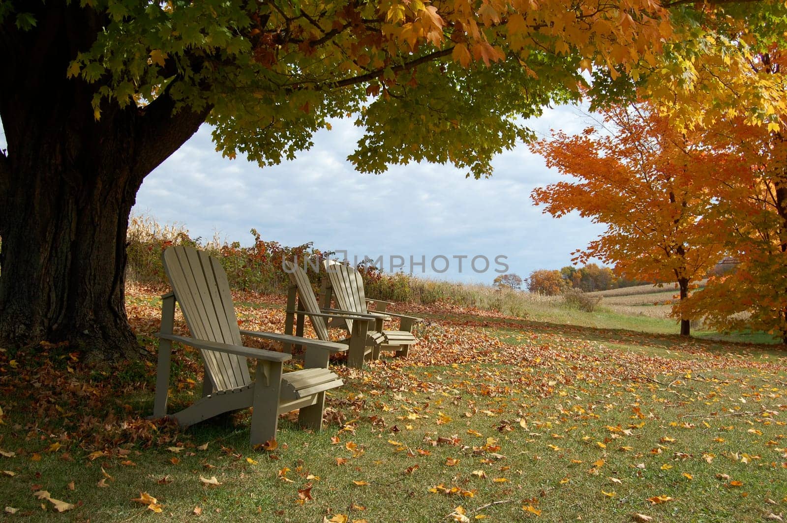 Photograph of Adirondack chairs during Autumn on a Western PA farm.