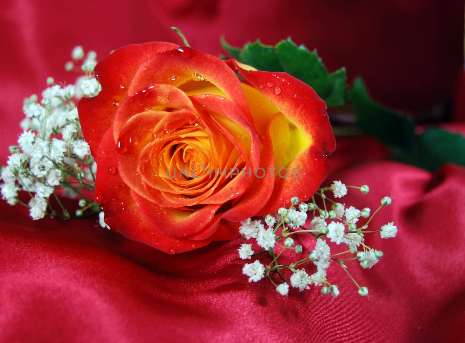 Orange rose on red satin with baby's breath.