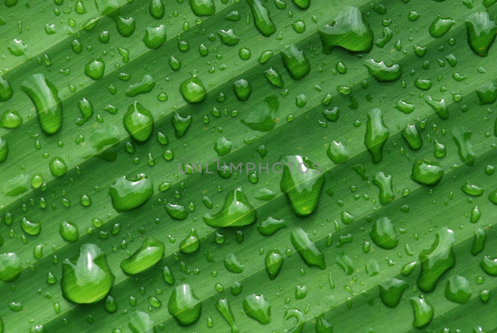 green leaf and water droplet in the gardens