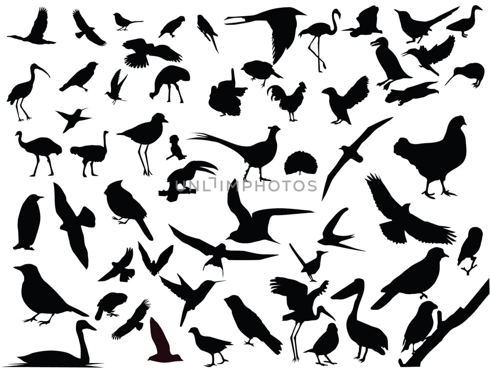 Lots of birds vector silhouettes.