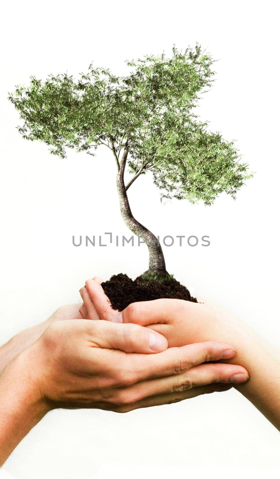 tree growing from two hands out of a pile of soil