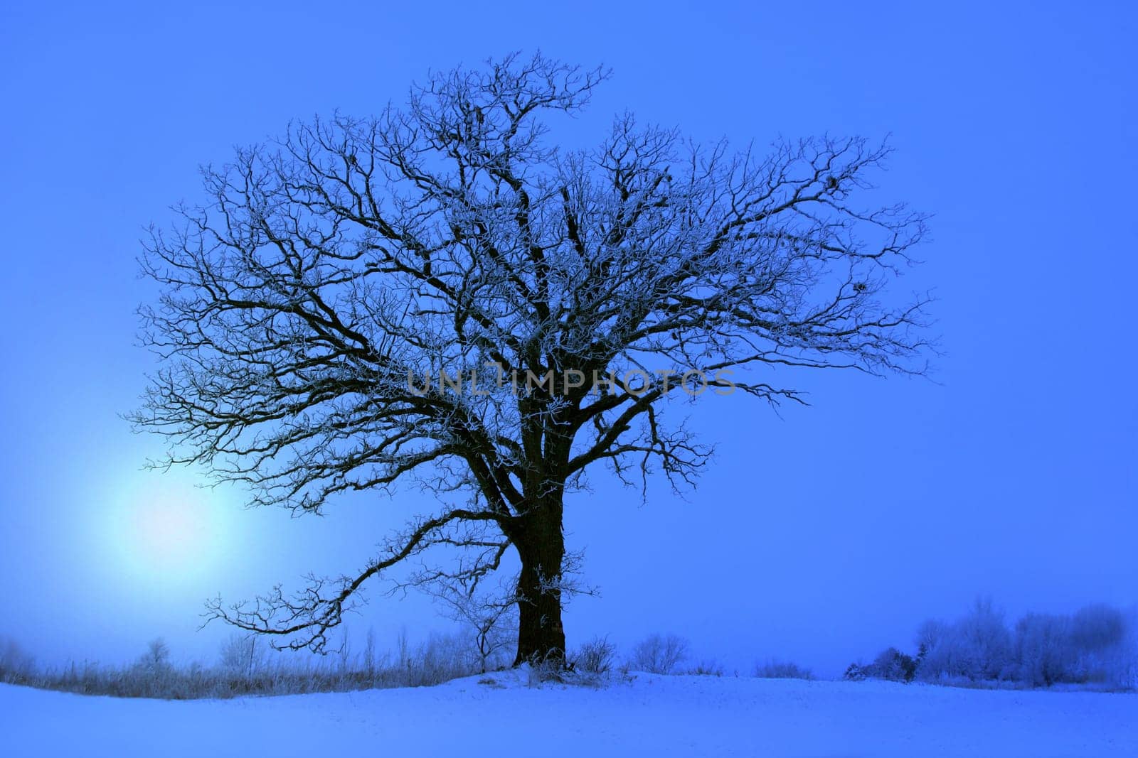Hoar frost on a beautiful large oak tree in the winter.