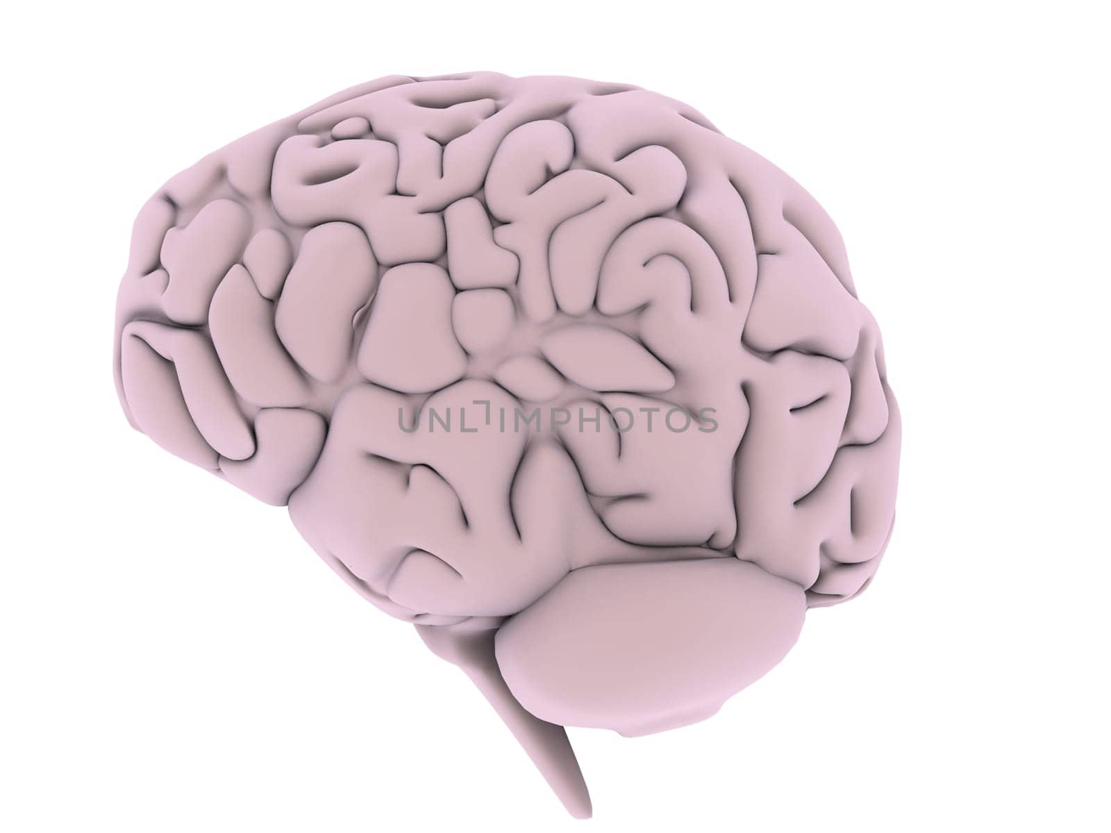 3d rendered illustration of a human brain