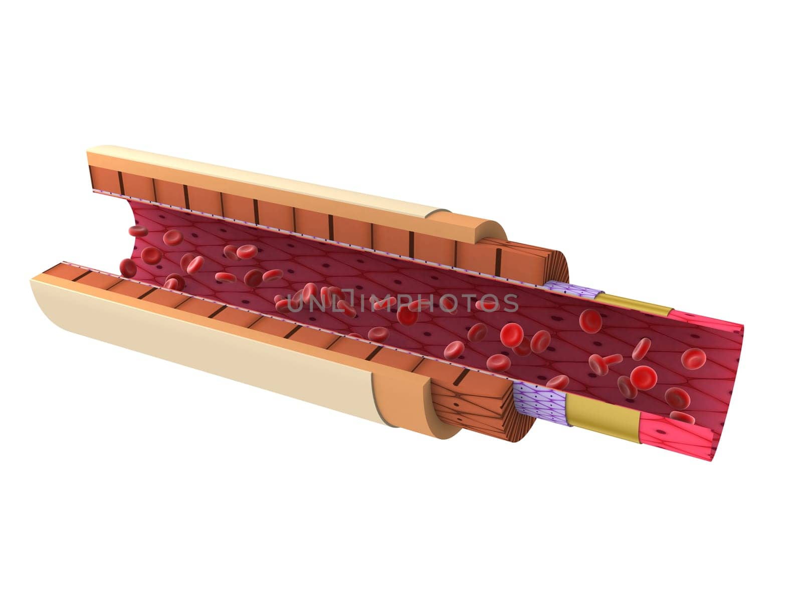 3d rendered close up of a shematic artery