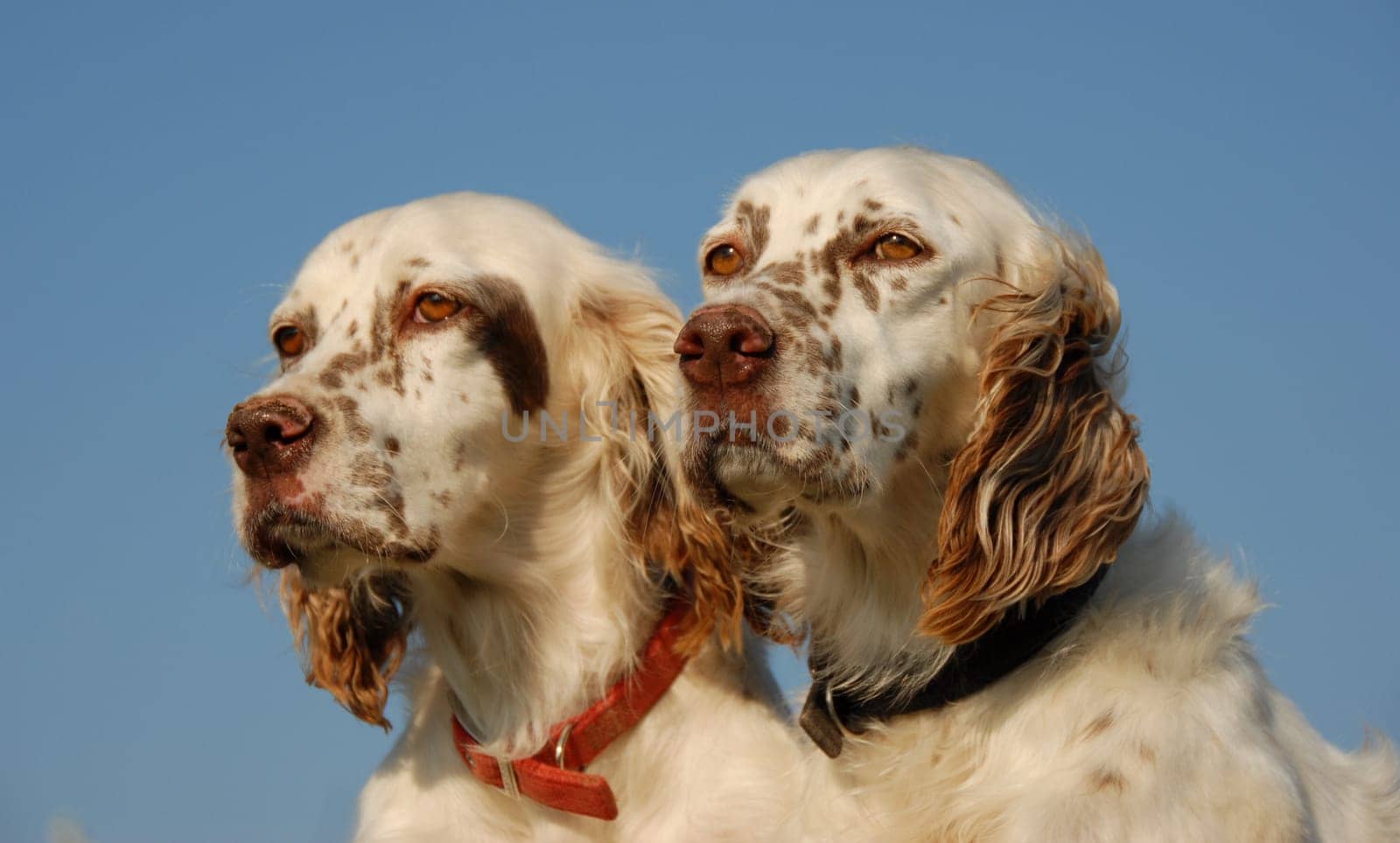portrait of beautiful purebred english setter