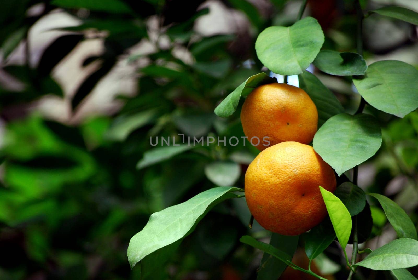 Two oranges surrounded by green leaves.