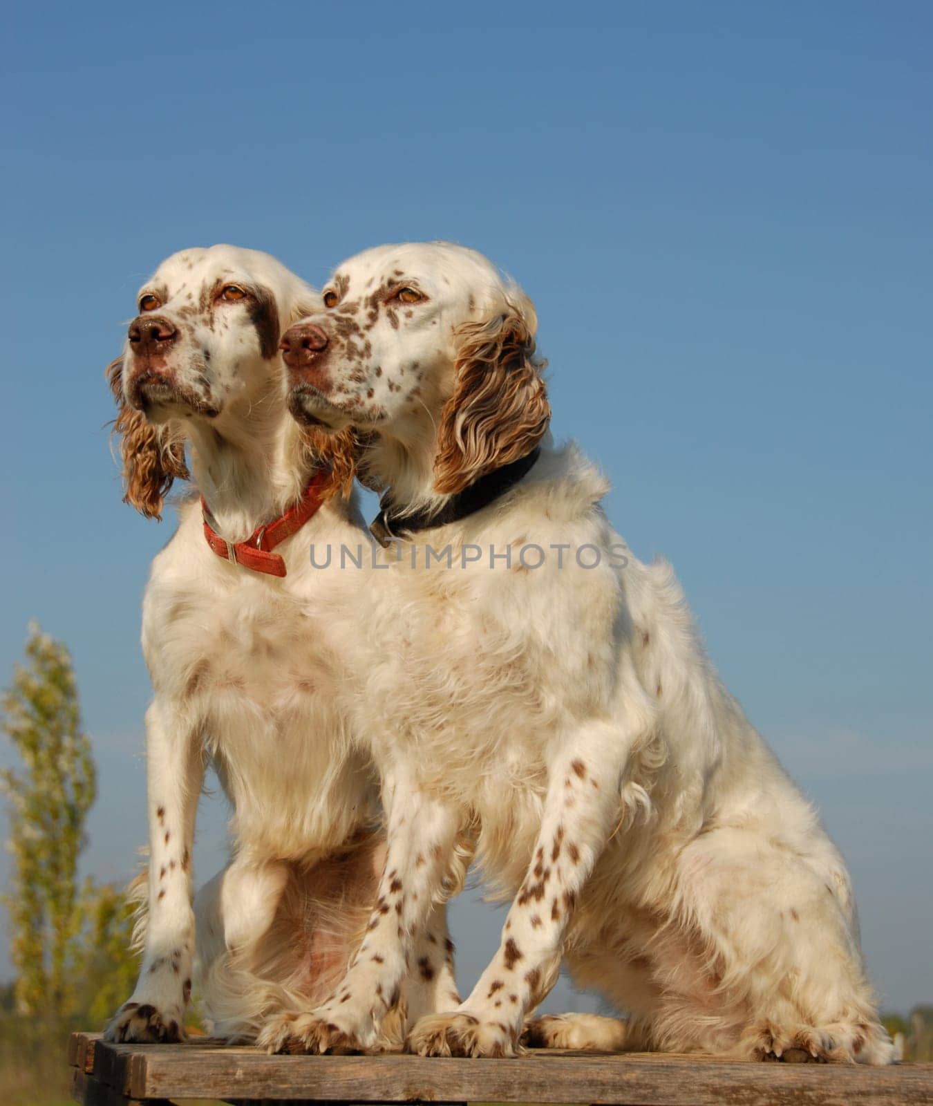 portrait of beautiful purebred english setter