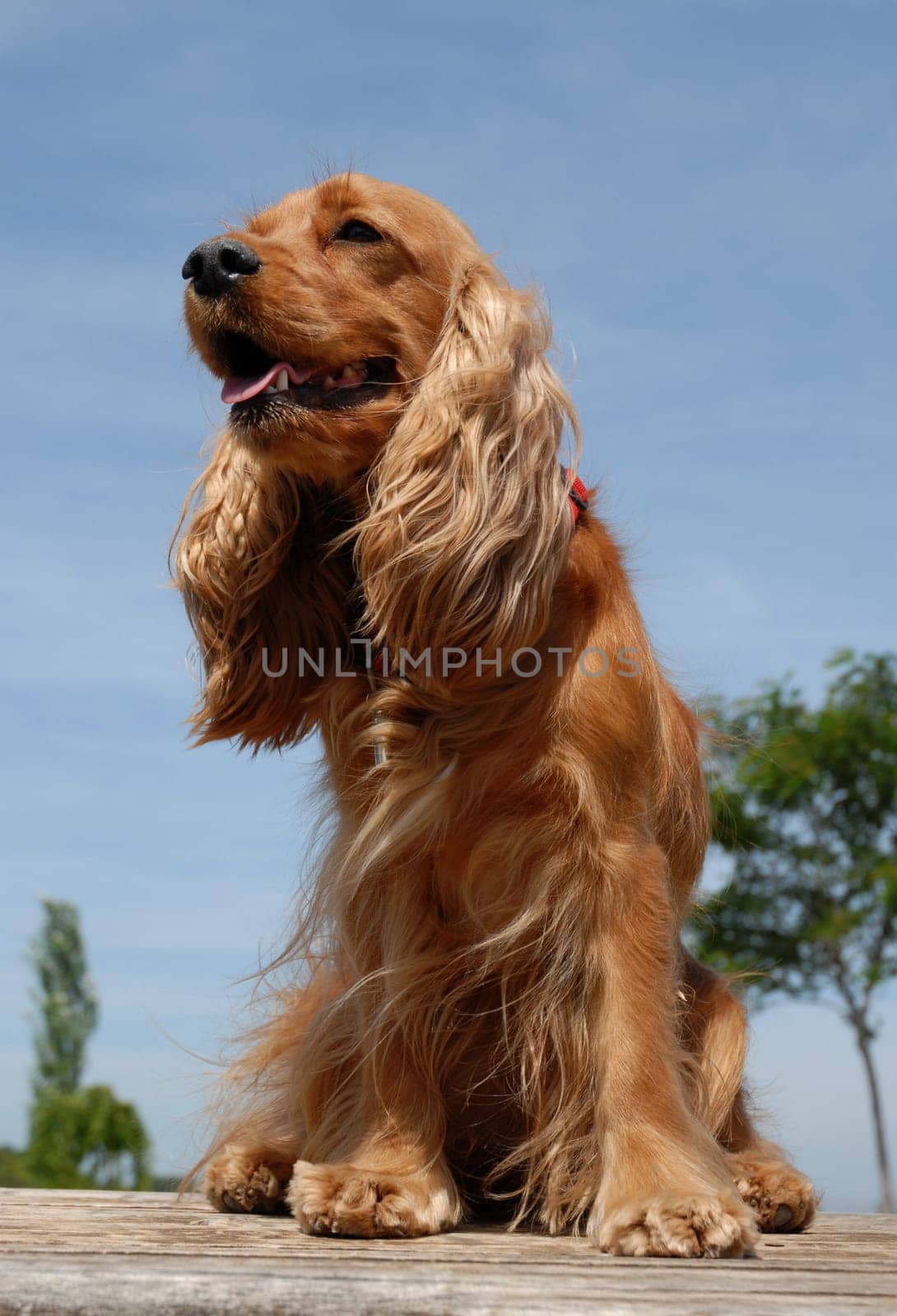 purebred english cocker: cute hunting dogs