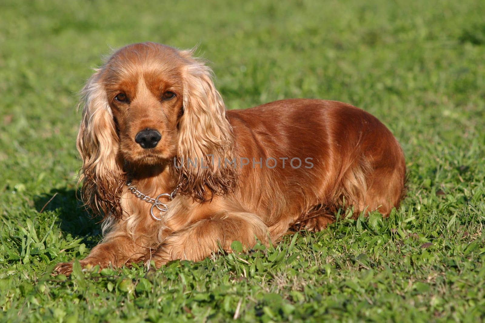 purebred english cocker: cute hunting dogs