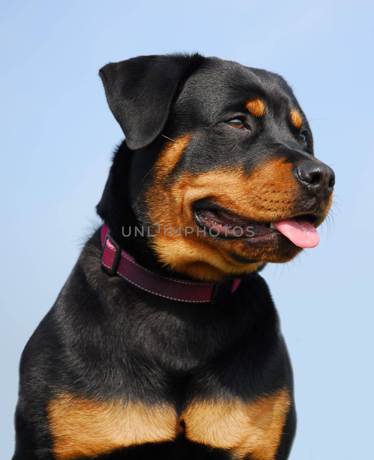 beautiful purebred rottweiler