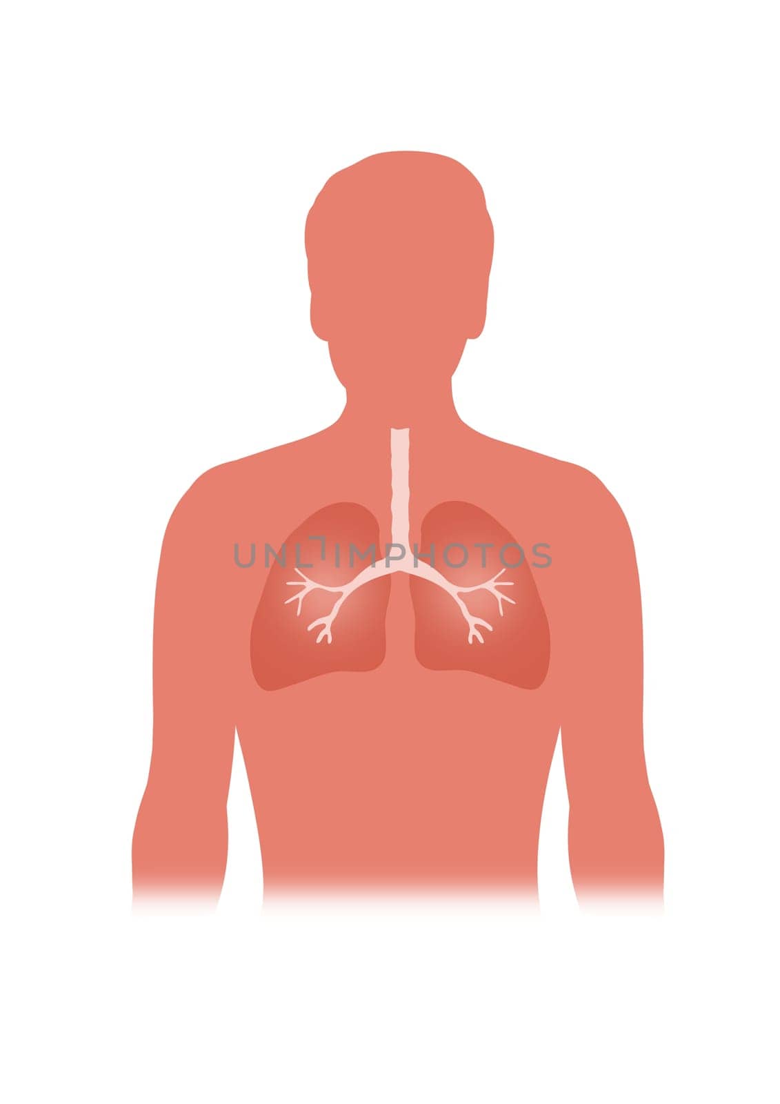Illustration of person showing the lungs
