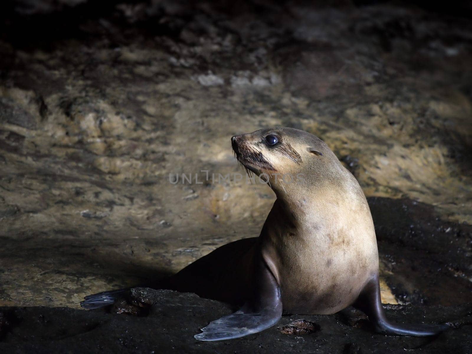 Seal waiting in a cave along the coast of southern Australia (along the Great Ocean Road).