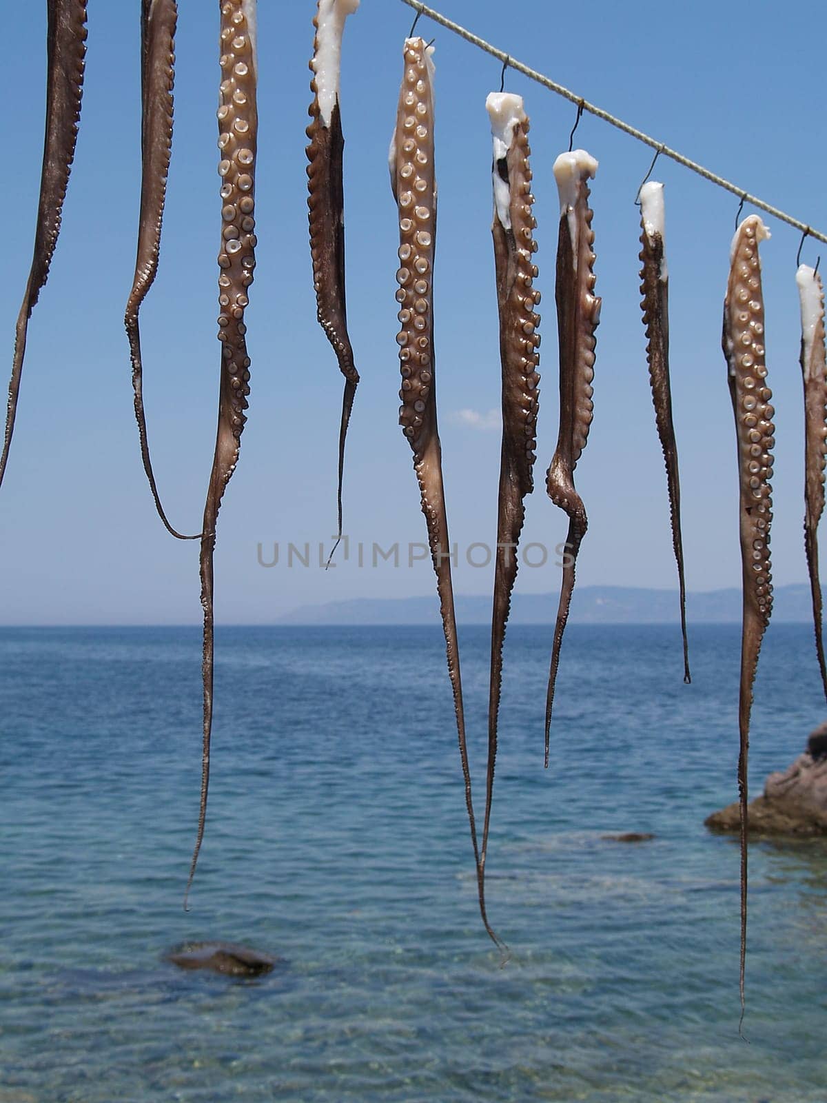Octopus drying