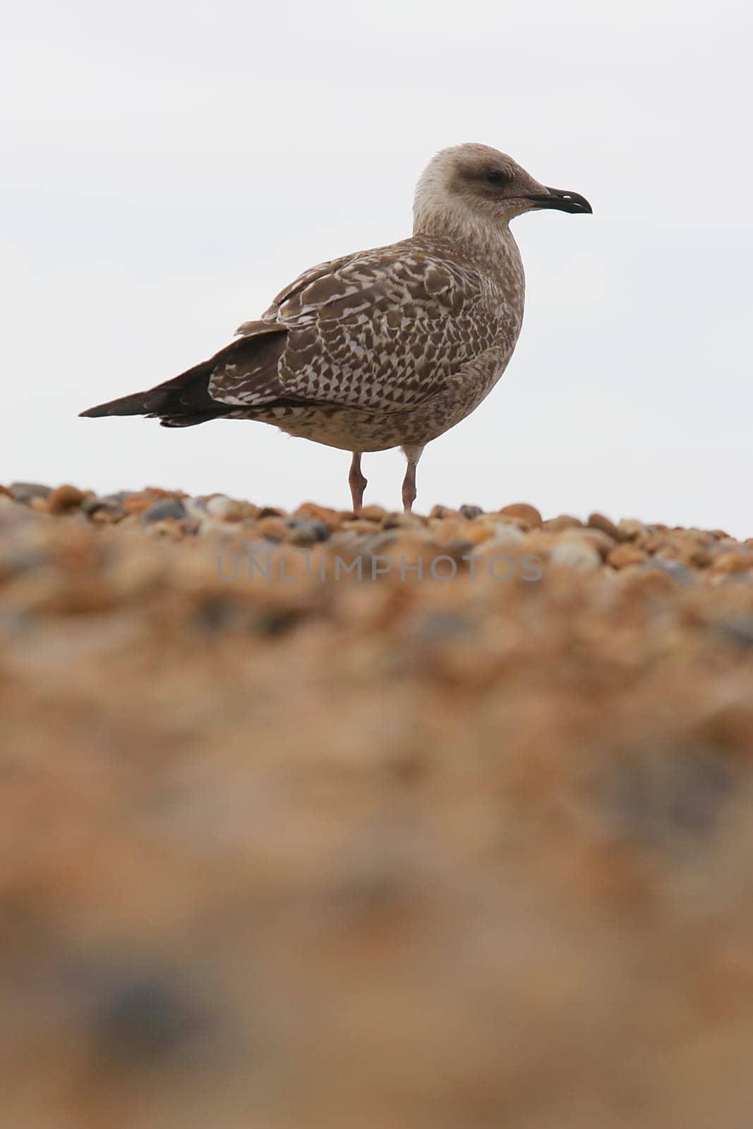 A gull on a pebble beach