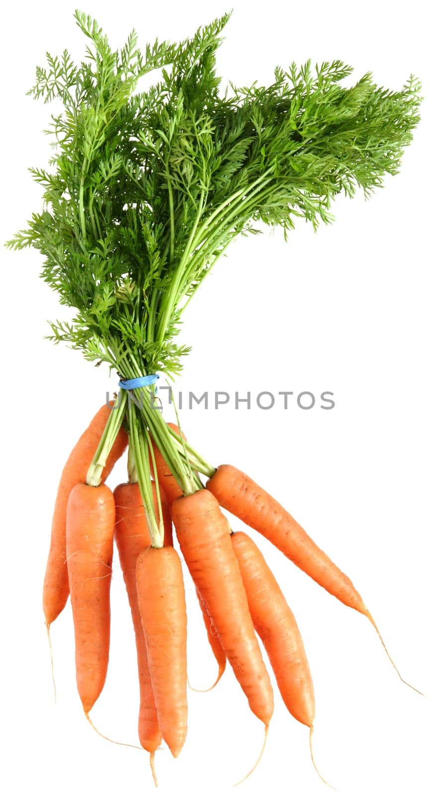 agricultural, background, bunch, carrot, colorful, crunchy, diet, farm, food, fresh, green, harvest, healthy, ingredients, isolated, leaf, orange, organic, roots, tasty, vegetable, vegetarian, vitamin, white, young, bunched, earth, carotin