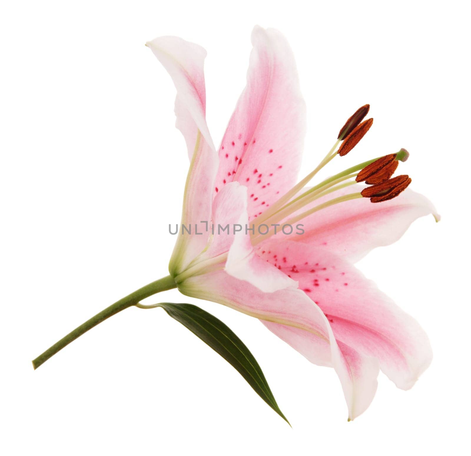 lily flower macro, white background, beautiful, blooms, blossoms, botanic, bright, closeup, colorful, details, elements, flora, flower, fresh, isolated, macro, petals, pink, plants, pretty, summer, sunny, white, water, drop, stamen