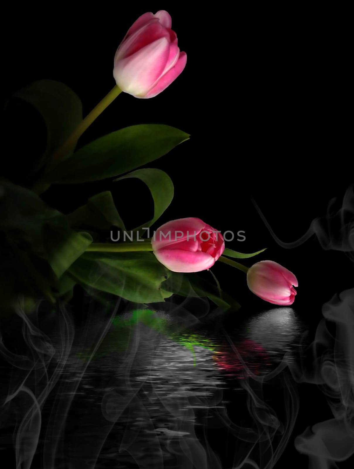 Bouquet of pink tulips over silver water.