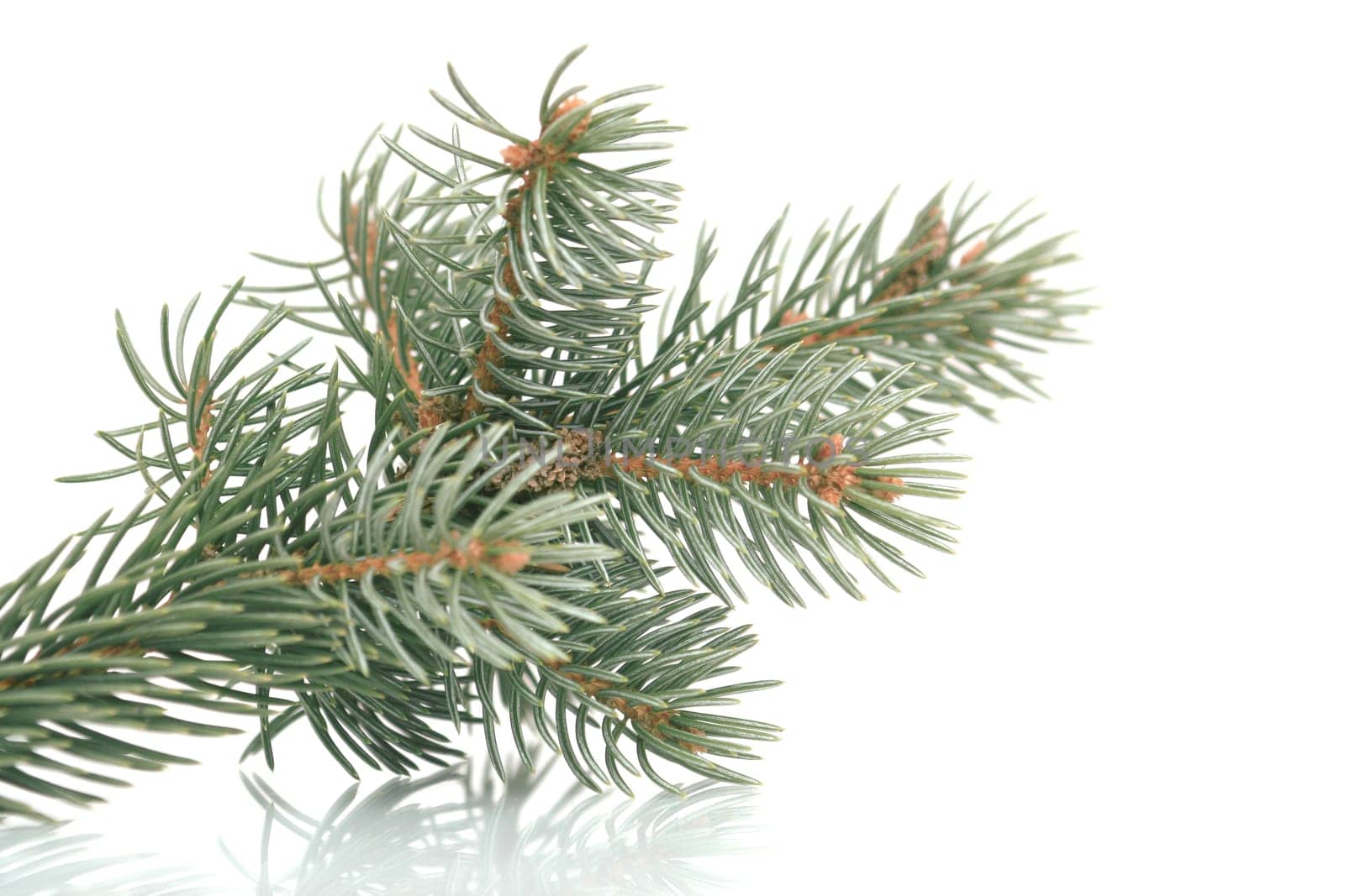 Green pine branch on a white background