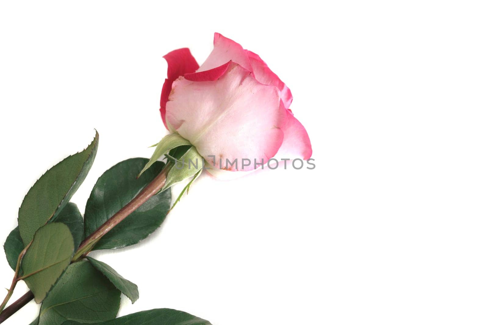 One beautiful pink rose