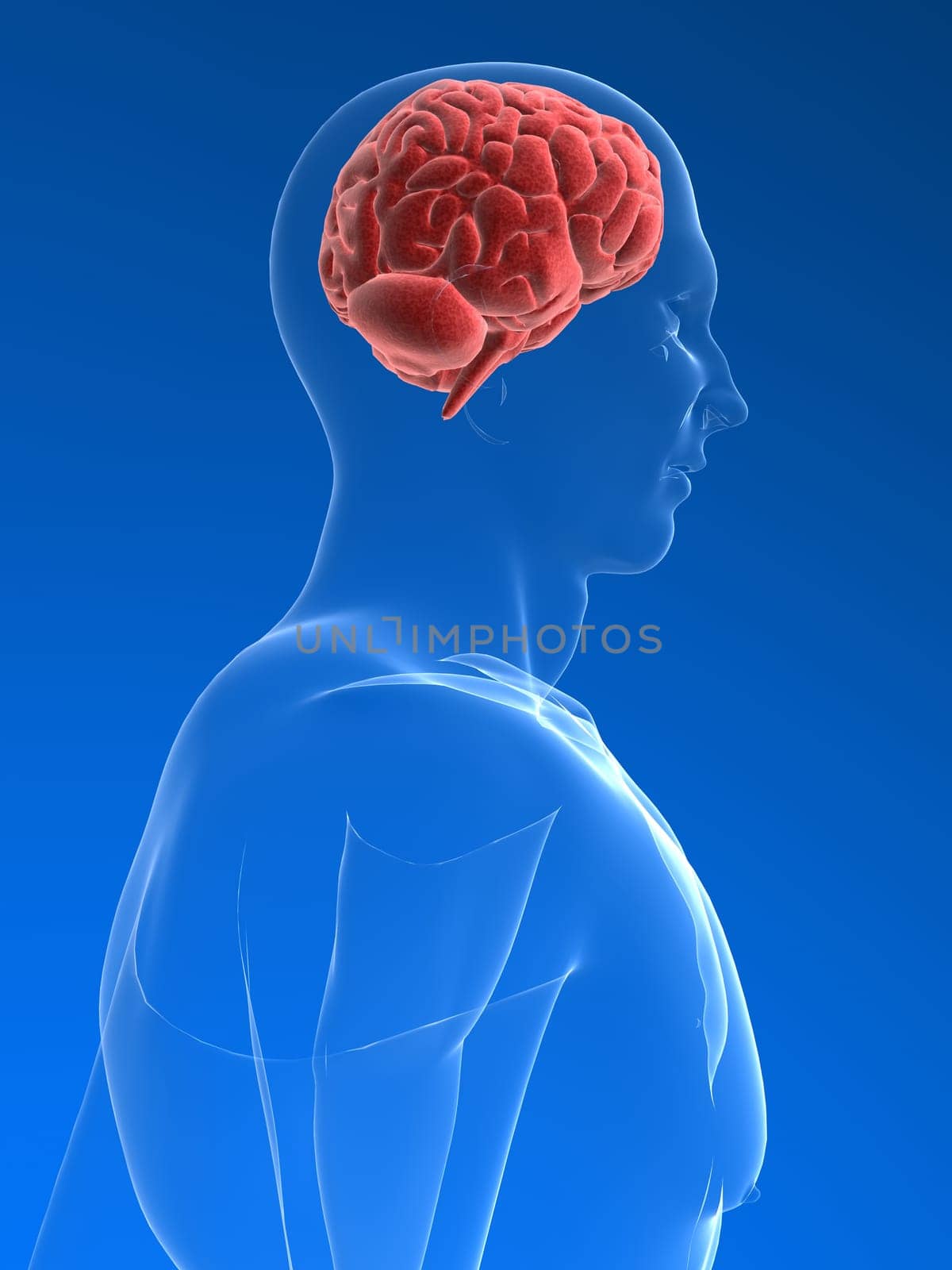 3d rendered anatomy illustration of a human shape with  brain