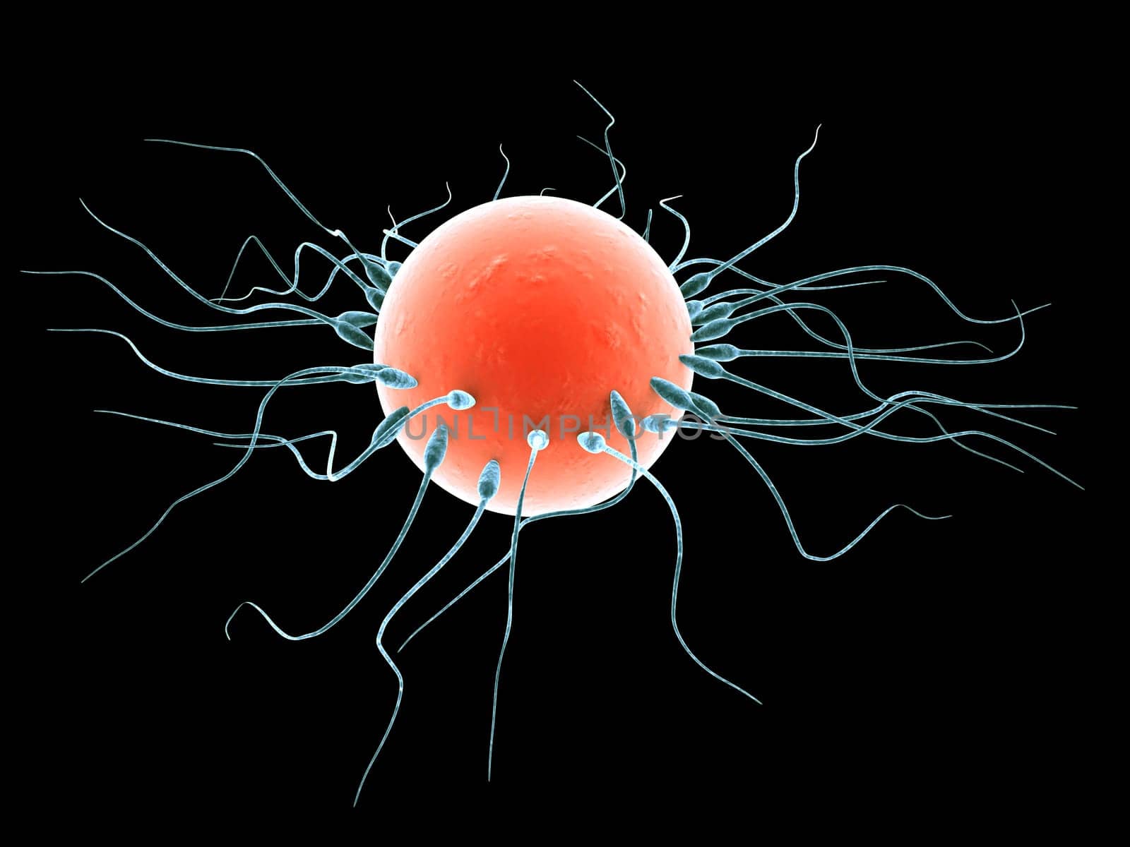 3d rendered close up of a human egg and sperms