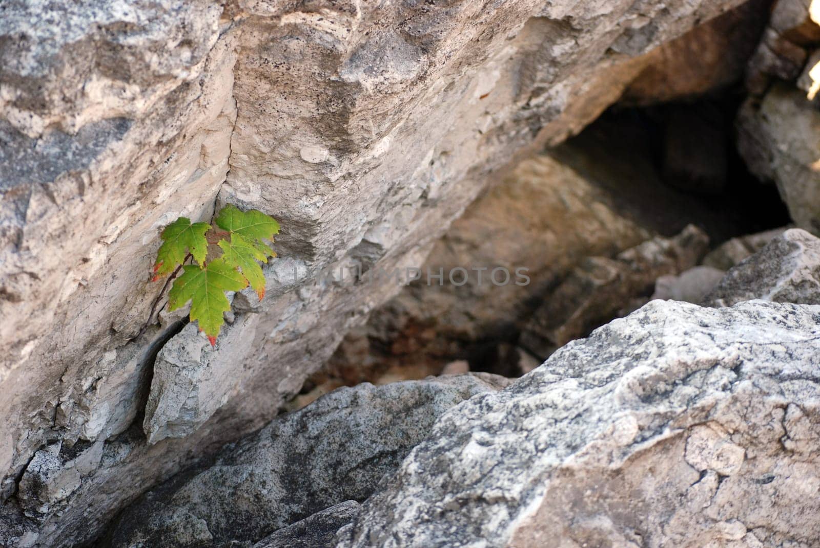 Small maple sapling growing in the crack of a rock.