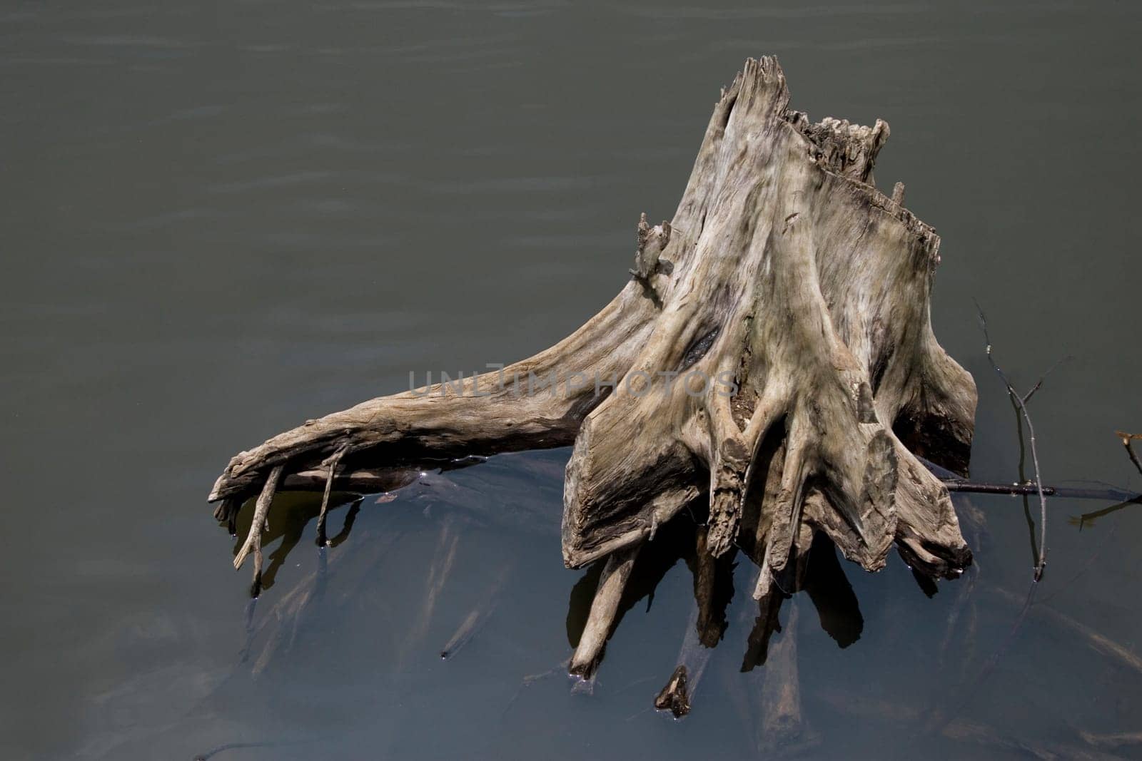 photo of a dead tree in the swamp