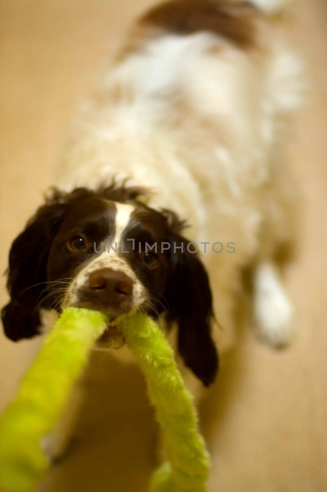 Charlie, an English Springer Spaniel, insisting that it belongs to him