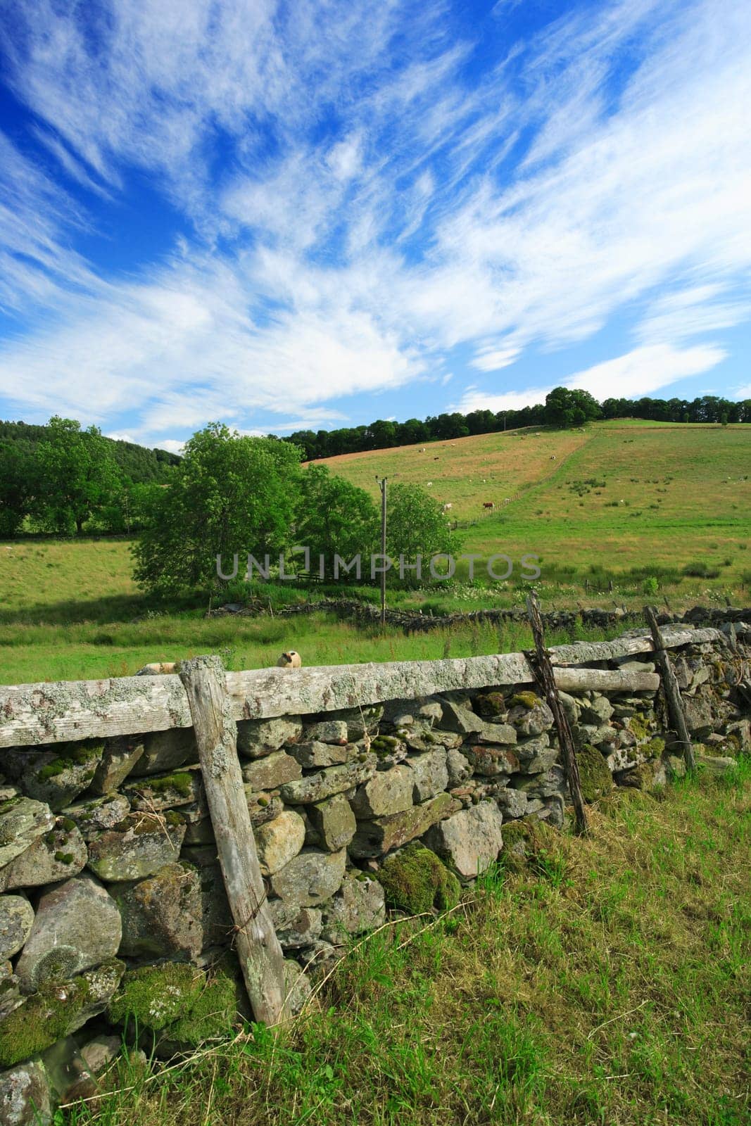Grazing livestock on a grass meadow of Scotland.  Old stone fence separates the properties.