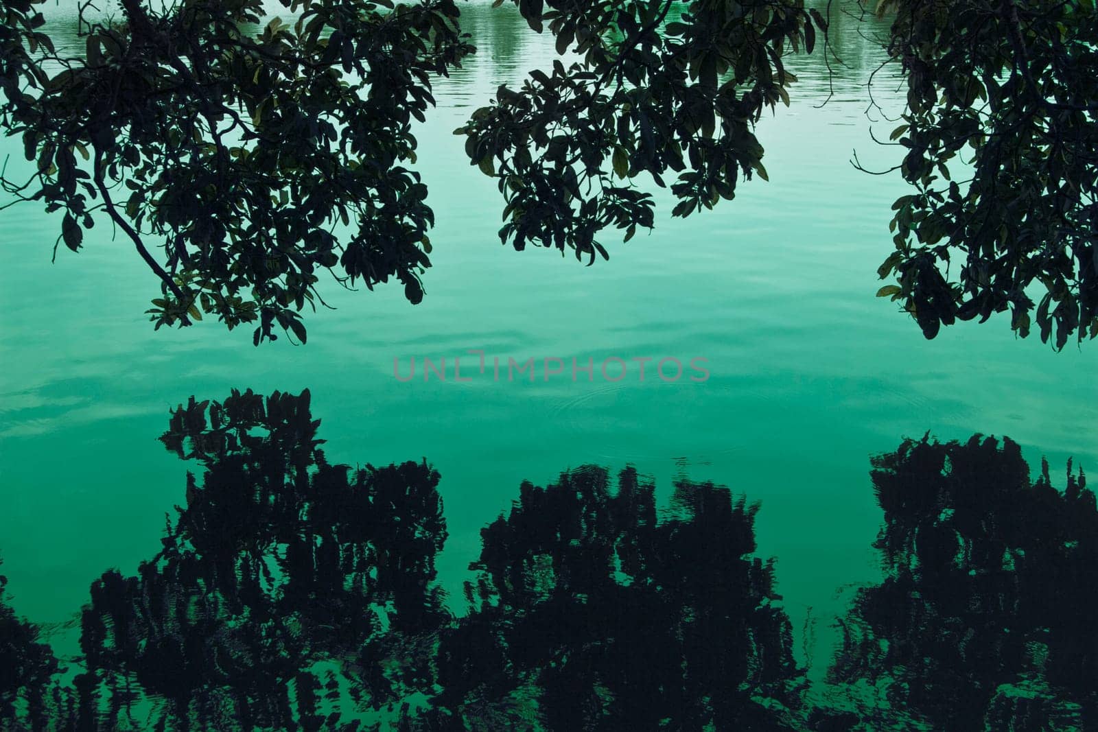 silhouette photo swamp trees and its reflection on the water