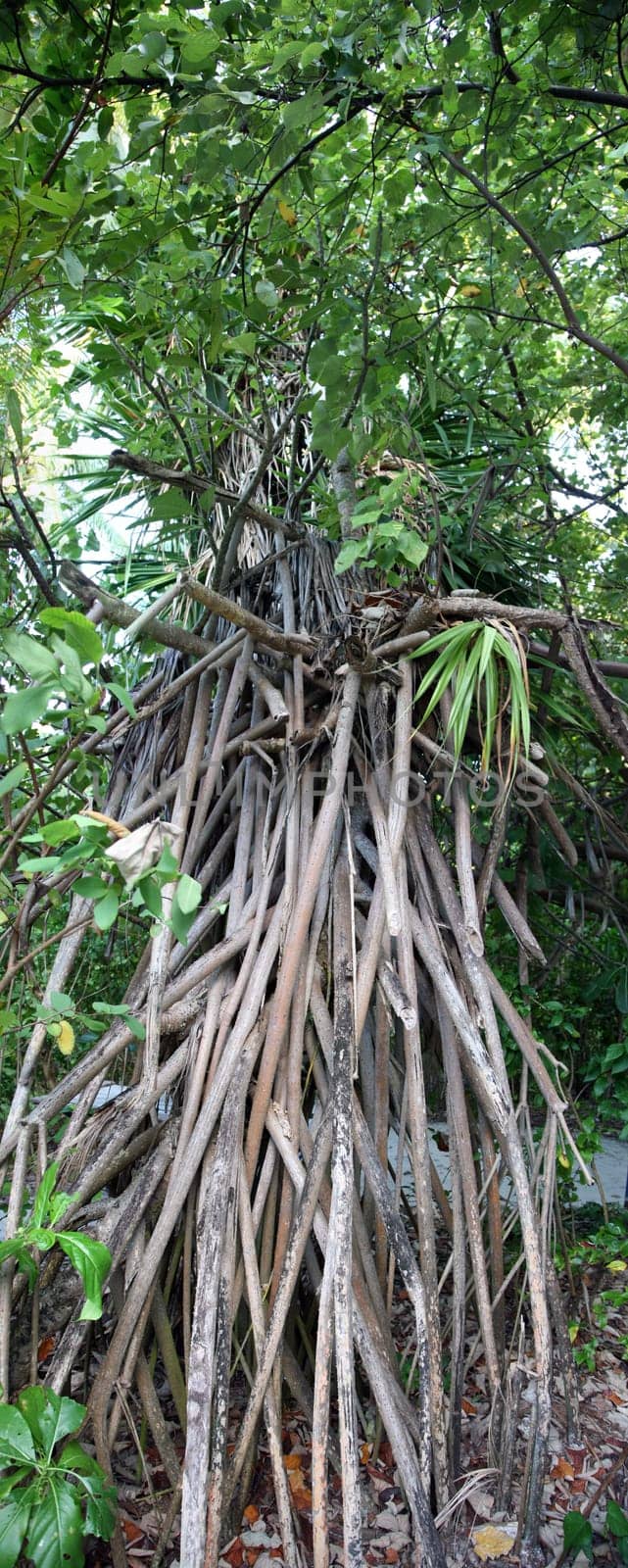 Vertical panoramic a mangrove tree in the Maldives