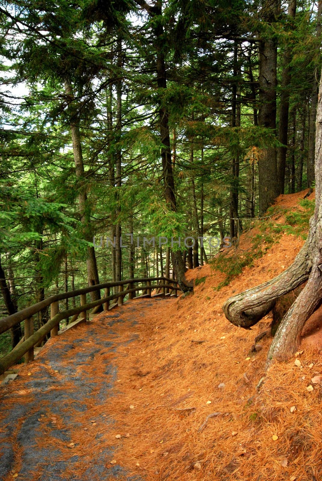 Wooded path