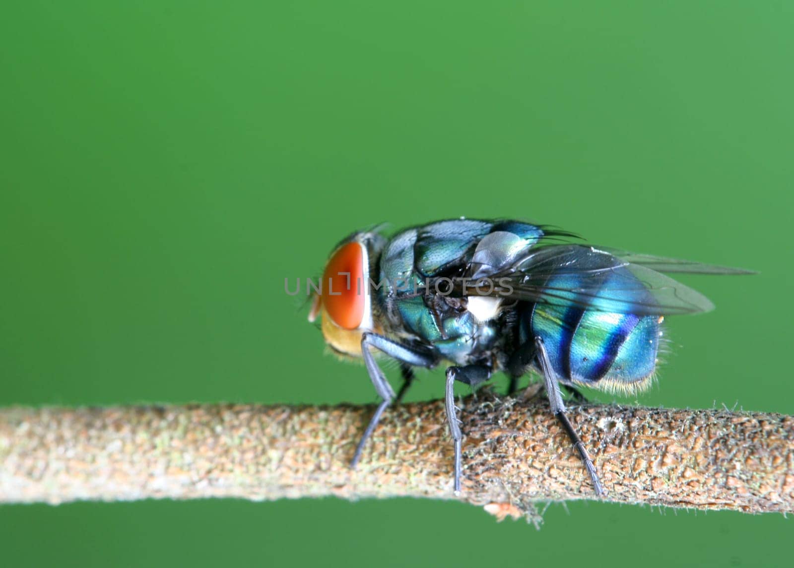 Wild fly at rest.