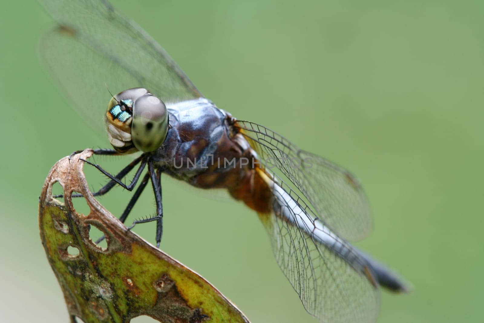 Wild dragonfly at rest.